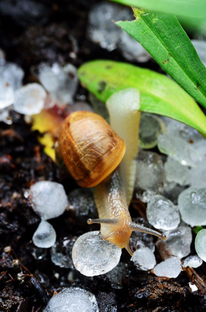 Schnecke auf Eis