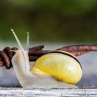 Schnecke auf Entdeckungstour