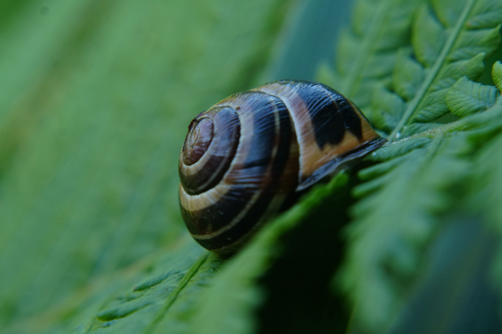 Schnecke auf Farn