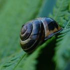 Schnecke auf Farn