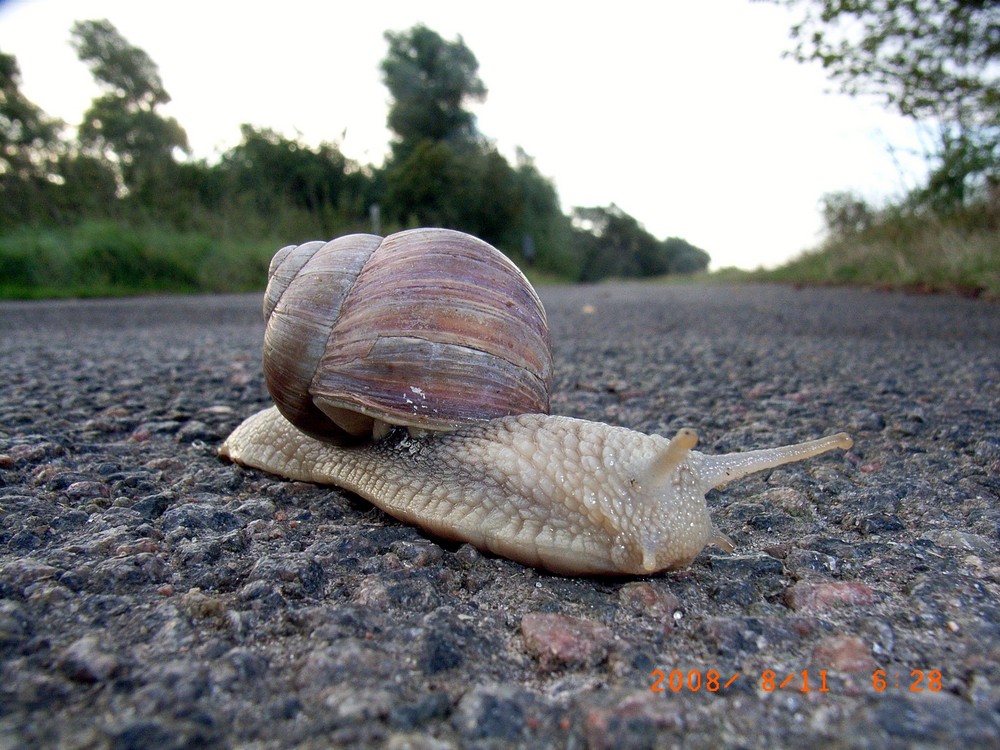 Schnecke auf Fehmarn