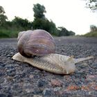 Schnecke auf Fehmarn