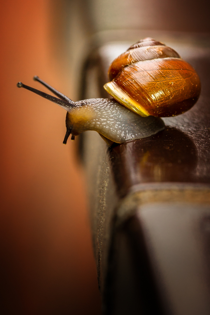 Schnecke auf Fensterbank