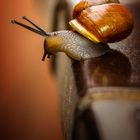 Schnecke auf Fensterbank