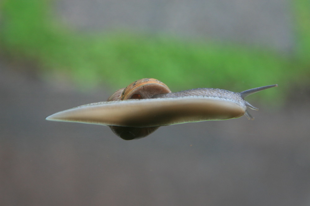 Schnecke auf Fensterscheibe (Mist , muß wieder putzen)