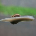 Schnecke auf Fensterscheibe (Mist , muß wieder putzen)