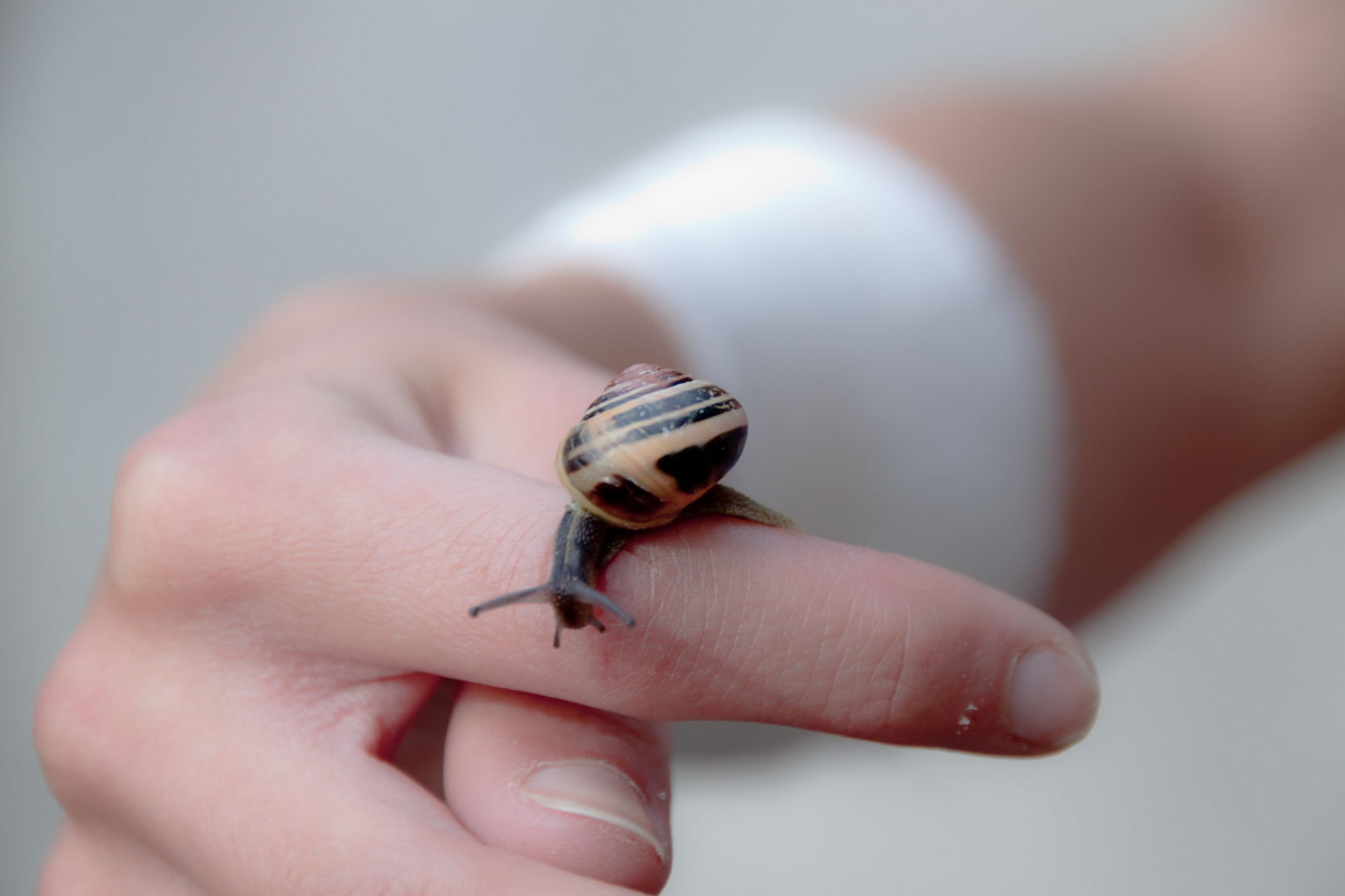 Schnecke auf Finger