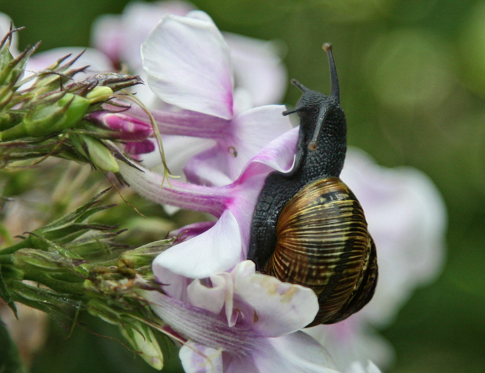 SCHNECKE AUF FLOX