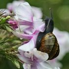 SCHNECKE AUF FLOX