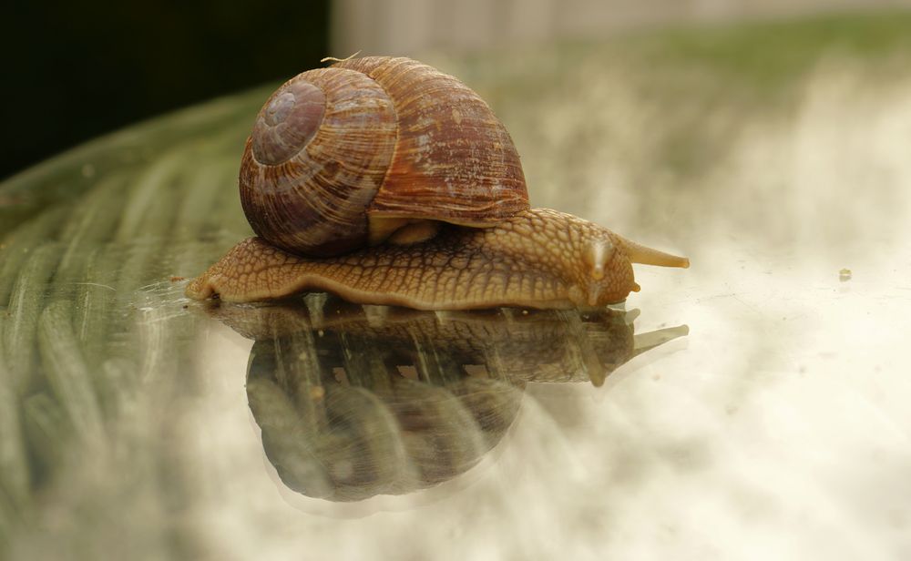 Schnecke auf Glastisch