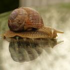 Schnecke auf Glastisch