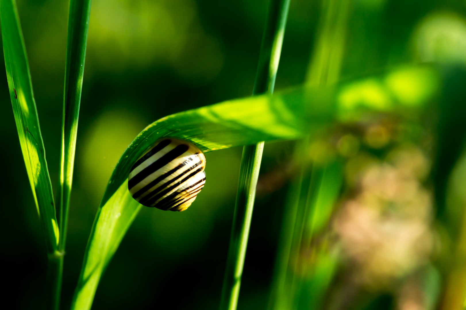 Schnecke auf Gras