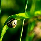 Schnecke auf Gras