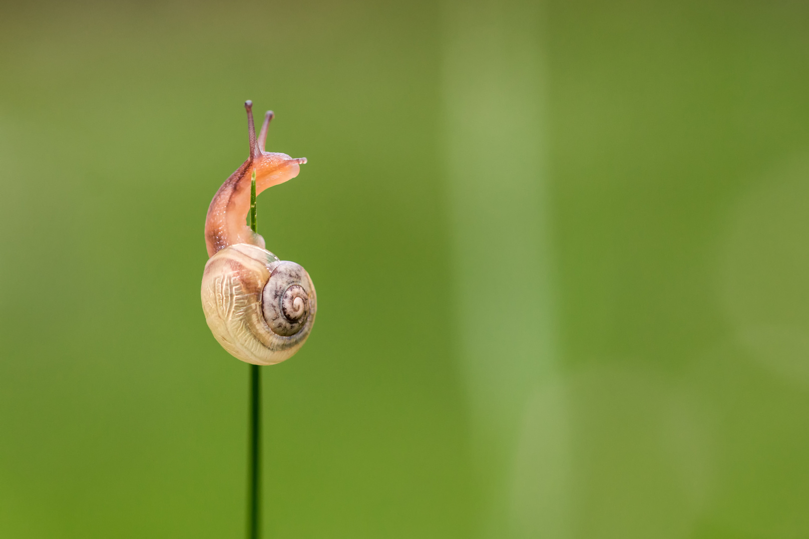 Schnecke auf Grashalm