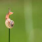 Schnecke auf Grashalm