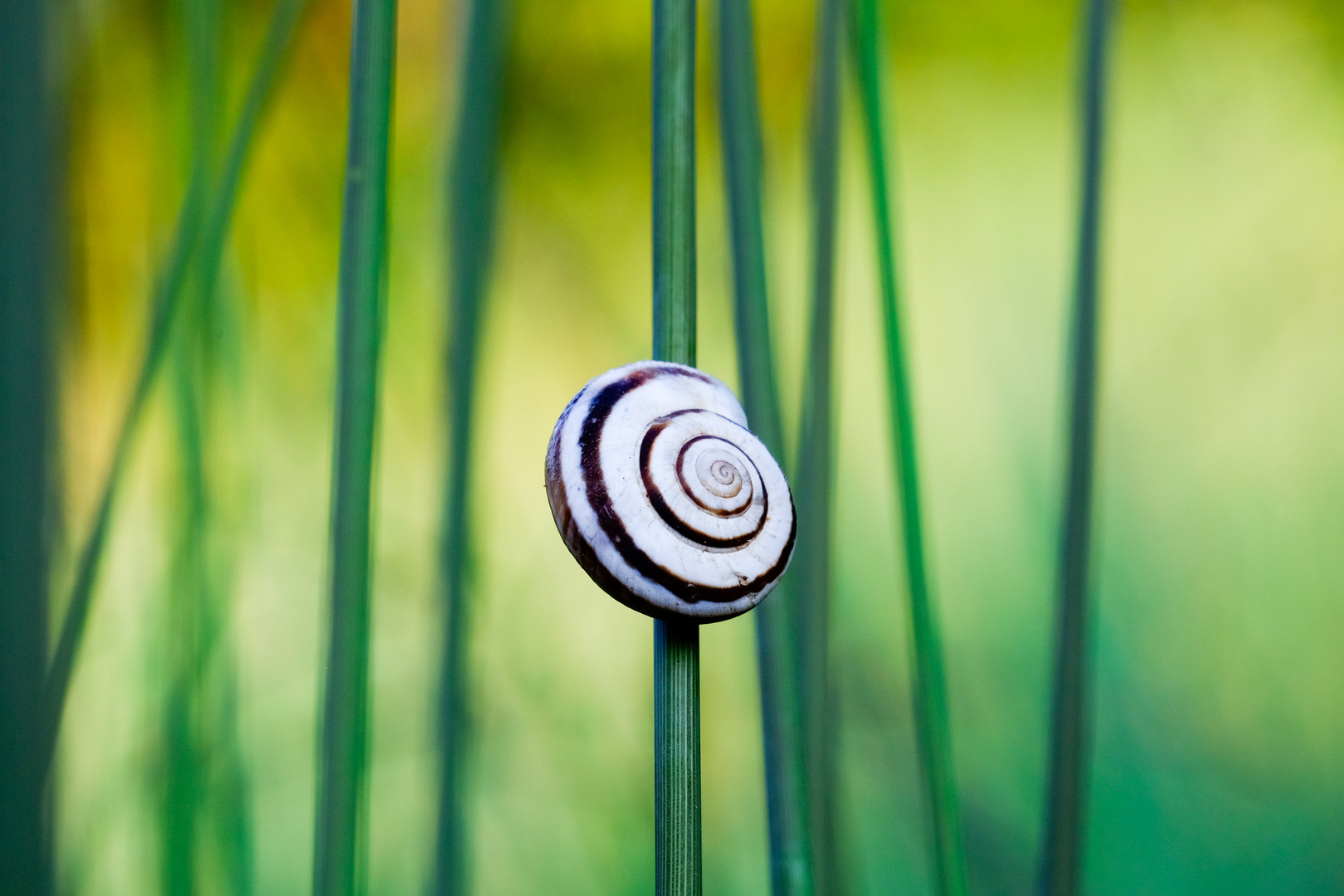 Schnecke auf Grashalm