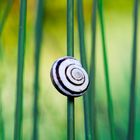 Schnecke auf Grashalm