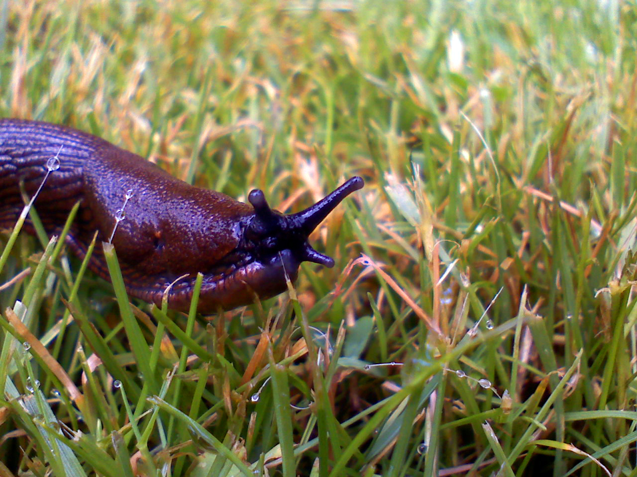 Schnecke auf Graß