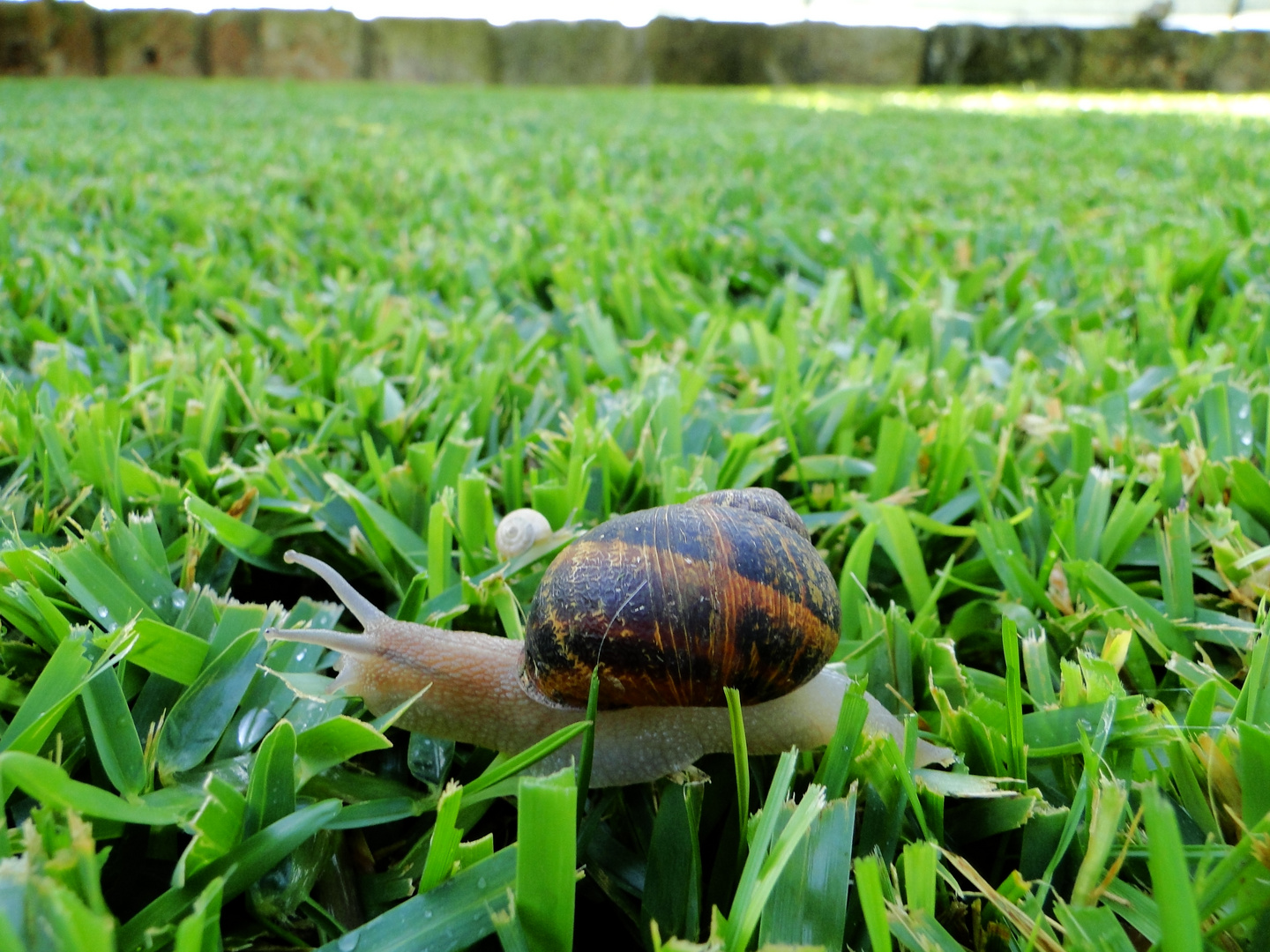 Schnecke auf großer Tour