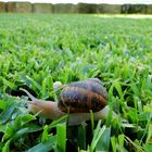 Schnecke auf großer Tour