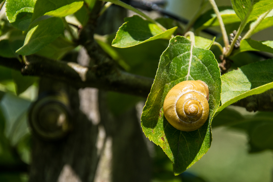 Schnecke auf grünem Blatt!