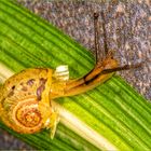 Schnecke auf Grünlilie