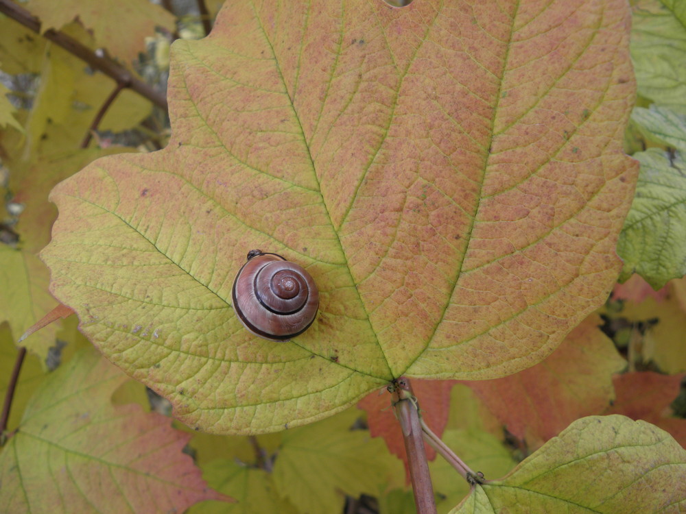 Schnecke auf Herbstblatt