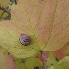 Schnecke auf Herbstblatt