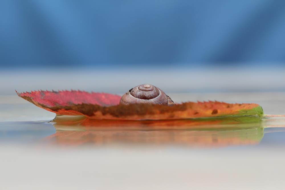 Schnecke auf Herbsttour