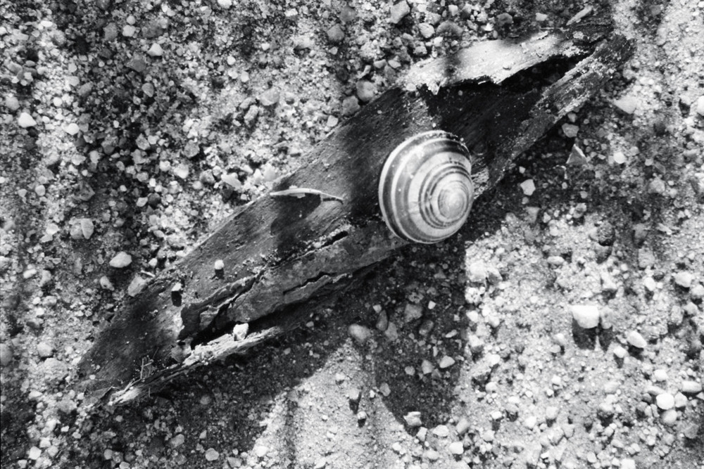 Schnecke auf Holz