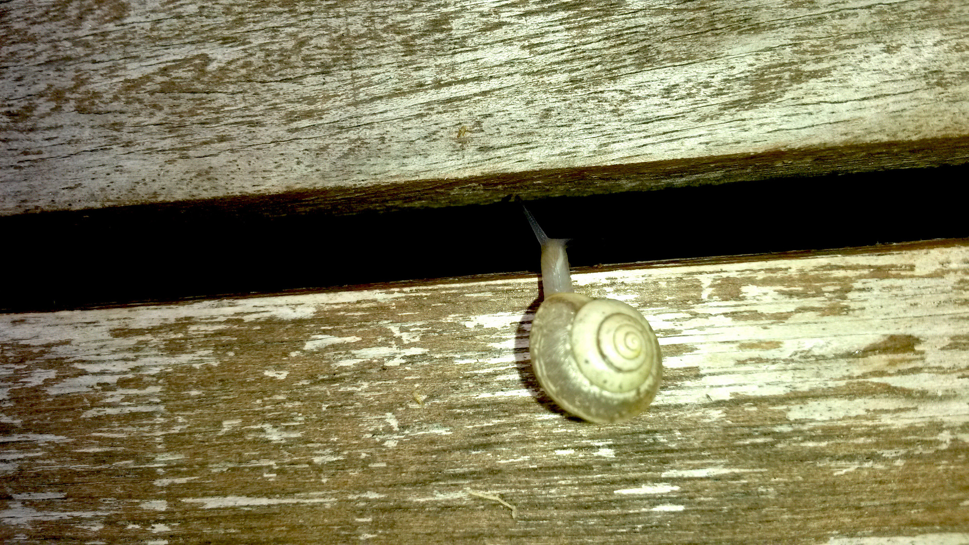 Schnecke auf Holz