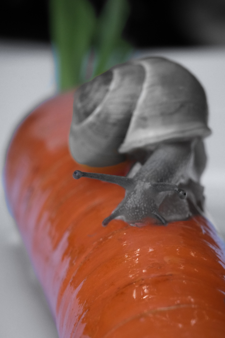 Schnecke auf Karotte