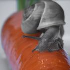 Schnecke auf Karotte