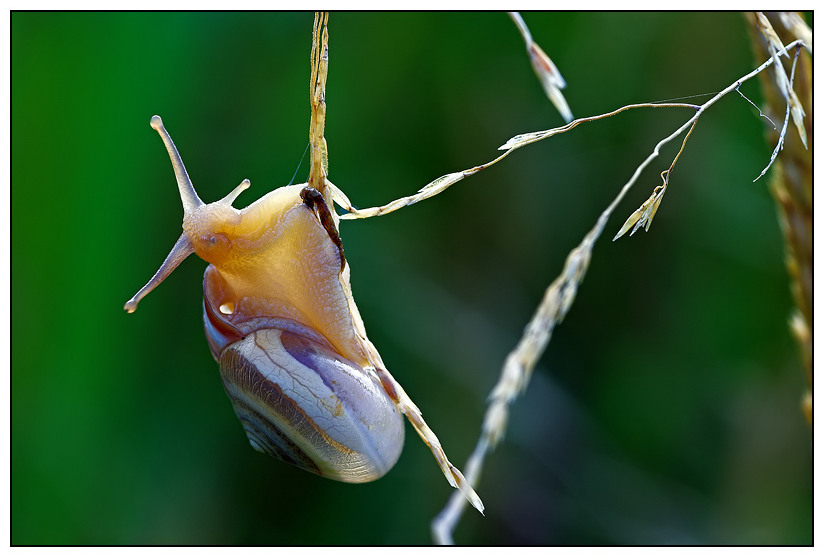 Schnecke auf Klettertour