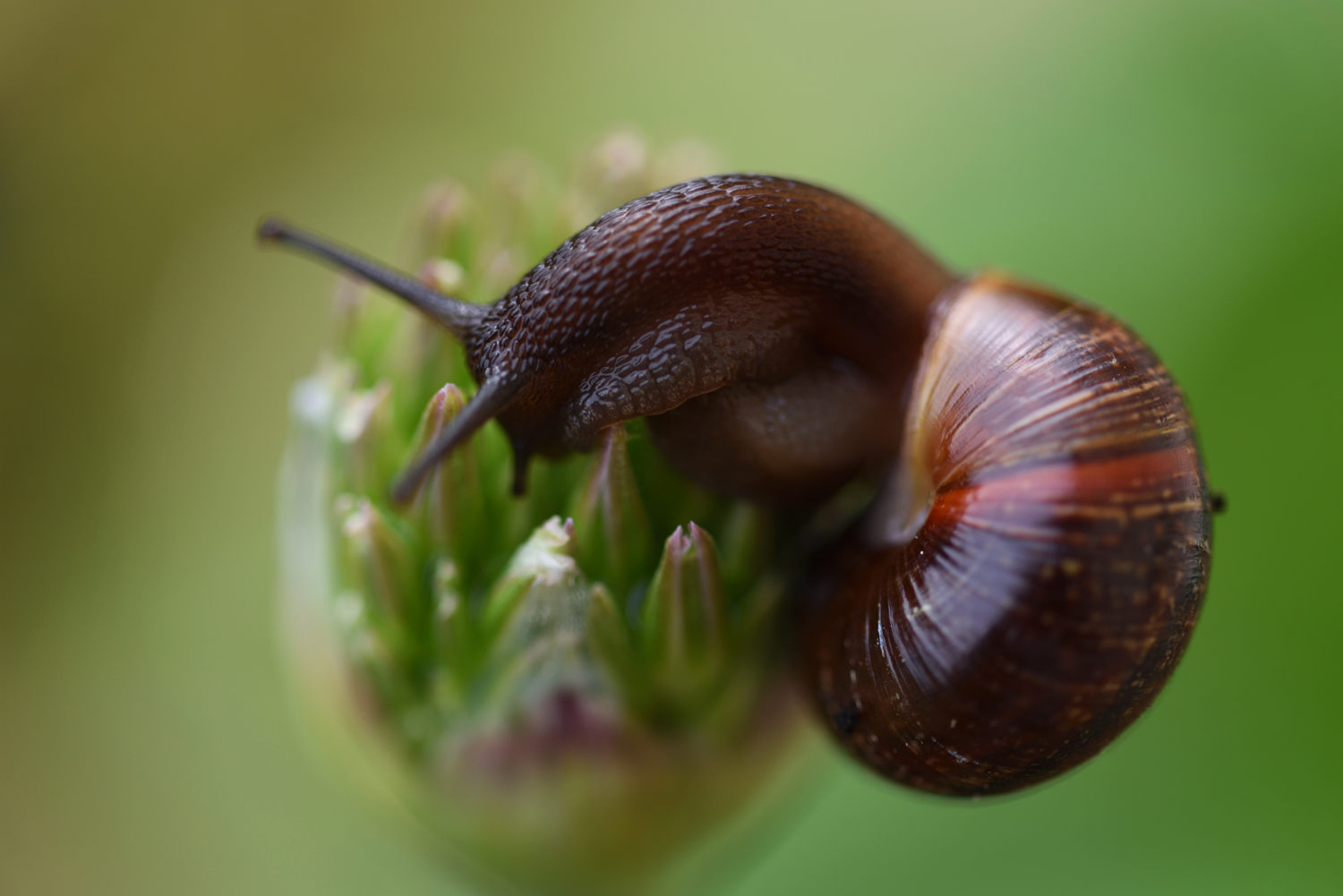 Schnecke auf Klettertour