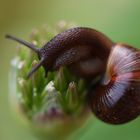 Schnecke auf Klettertour