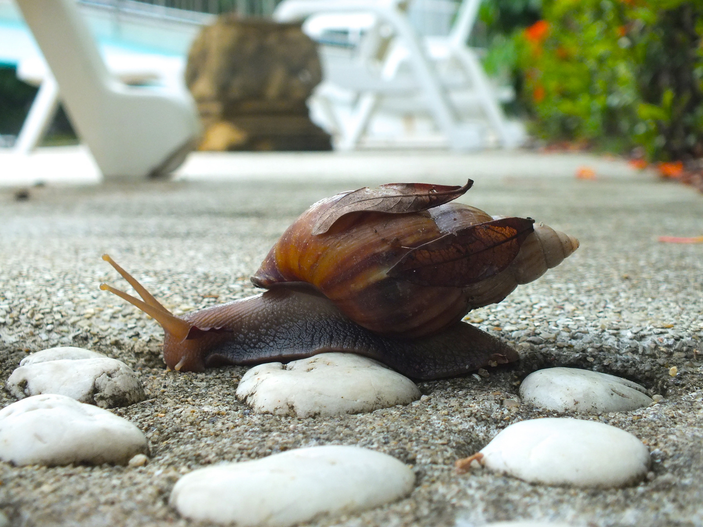 Schnecke auf Koh Samui