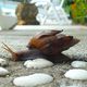 Schnecke auf Koh Samui