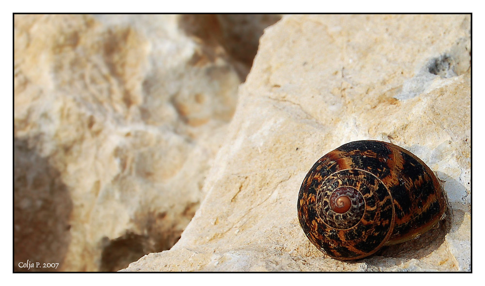 Schnecke auf Kreta