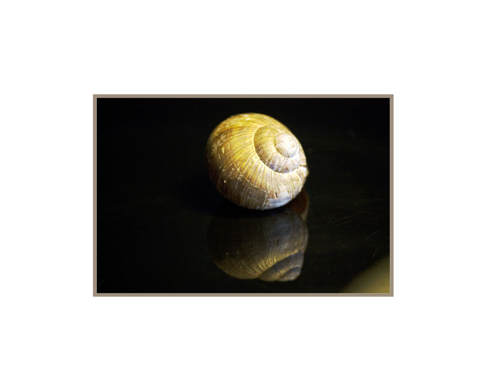 Schnecke auf Leinwand