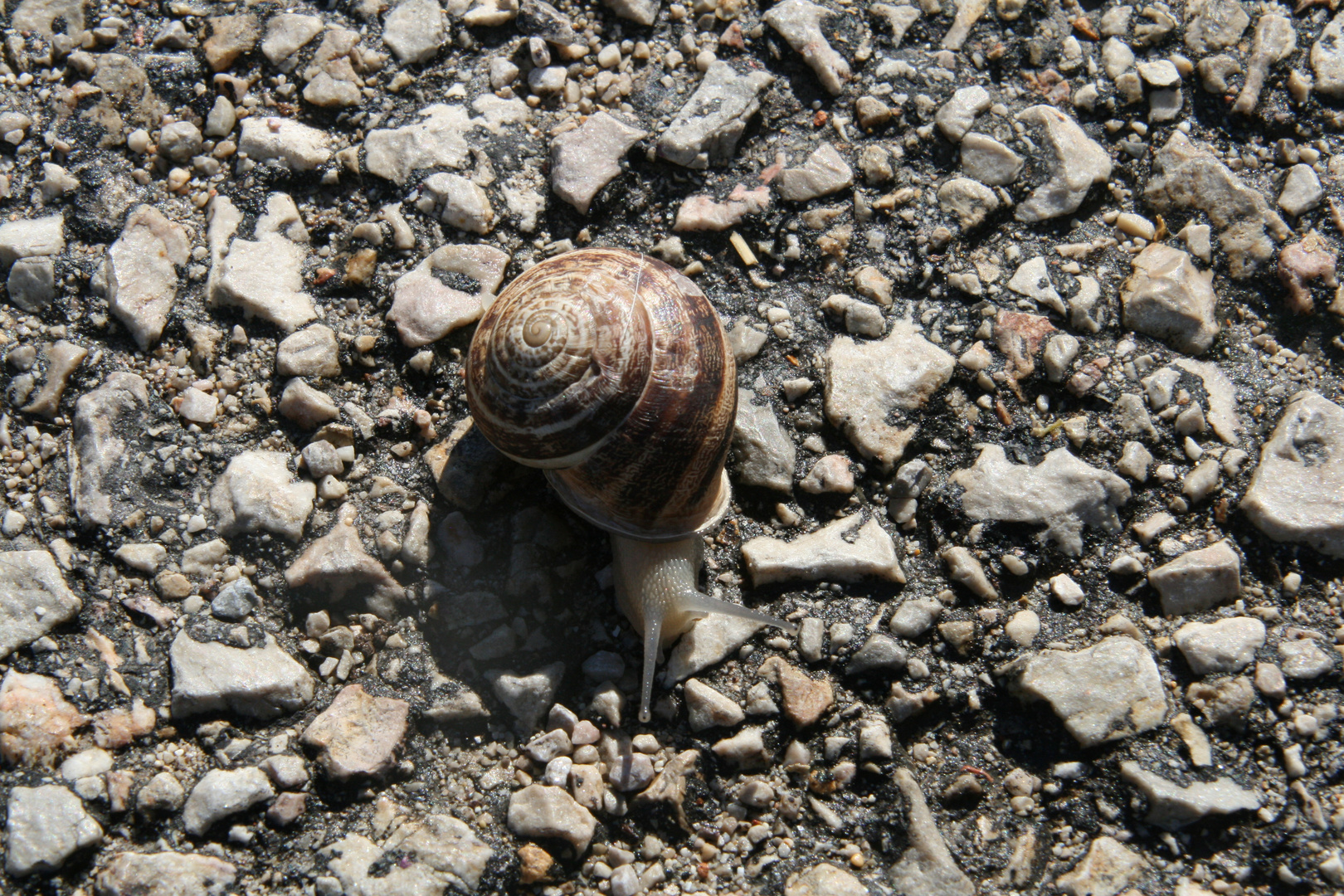 Schnecke auf Mallorca -entspannt-