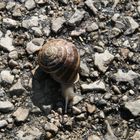 Schnecke auf Mallorca -entspannt-