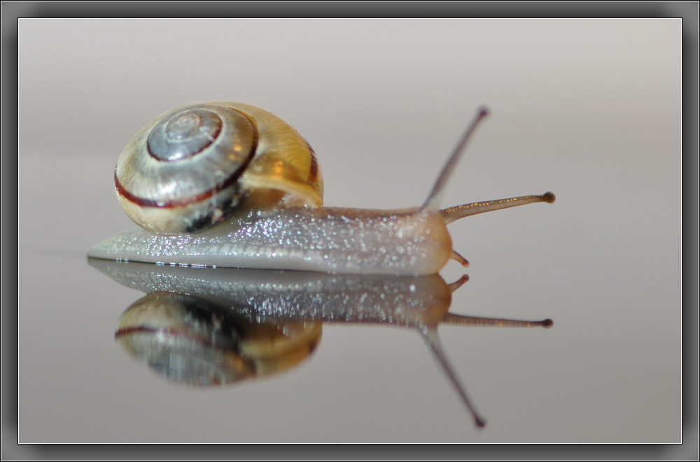 Schnecke auf Medion