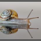 Schnecke auf Medion