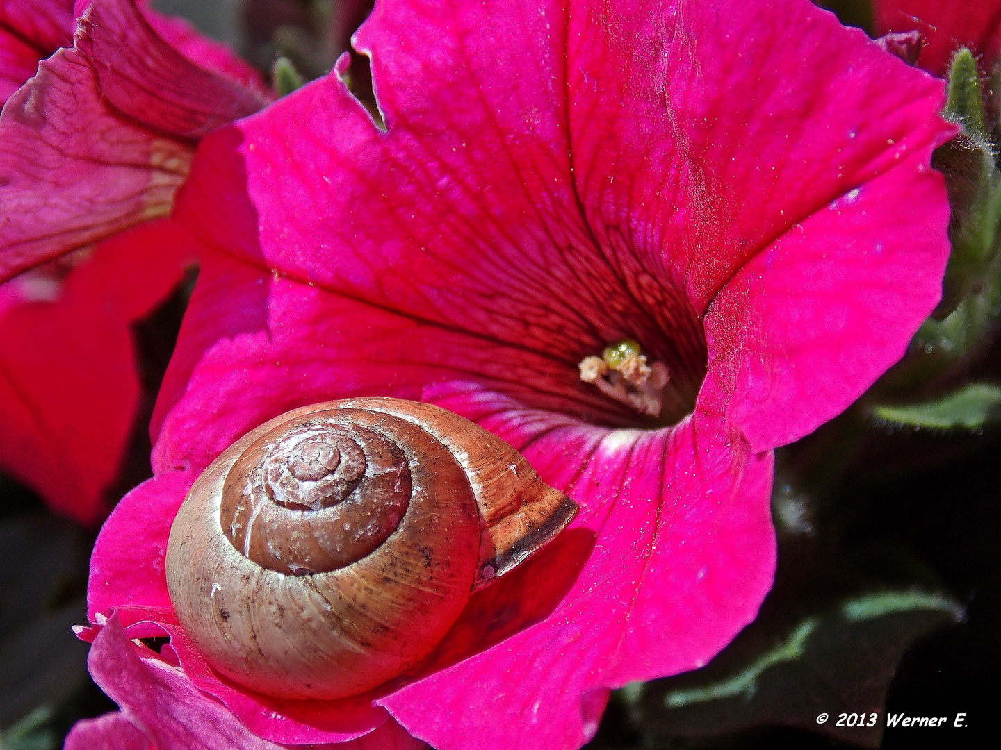 Schnecke auf meinen Petunien