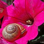 Schnecke auf meinen Petunien