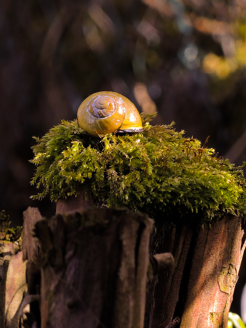 Schnecke auf Moos