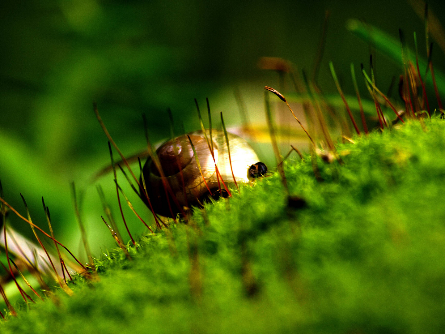 Schnecke auf Moos