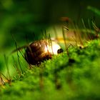 Schnecke auf Moos