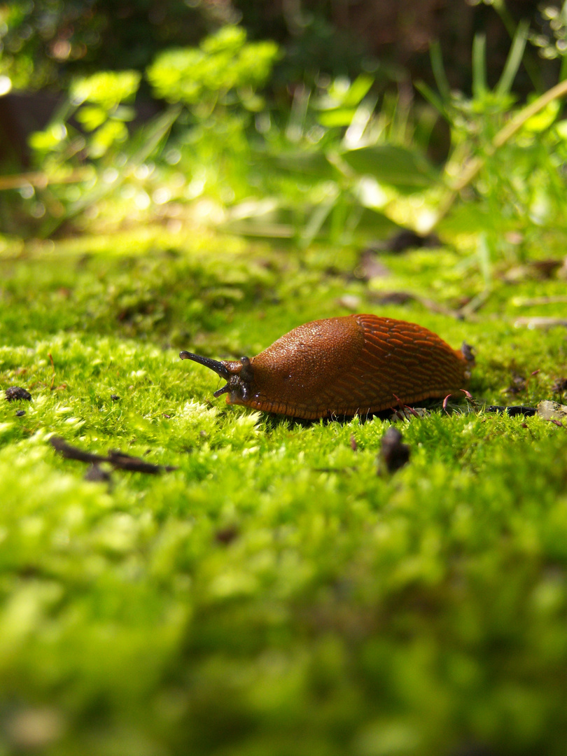 Schnecke auf Moos